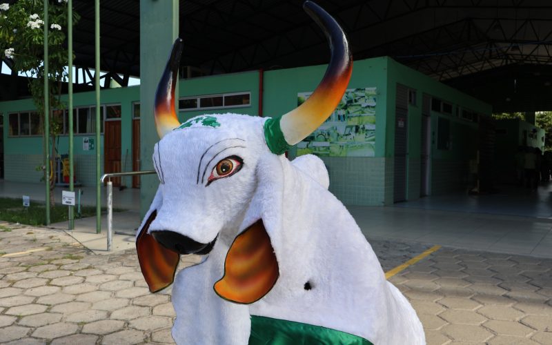 Ribeirinho ou Renascer: Fundação da Terceira Idade escolhe nome de boi bumbá da instituição