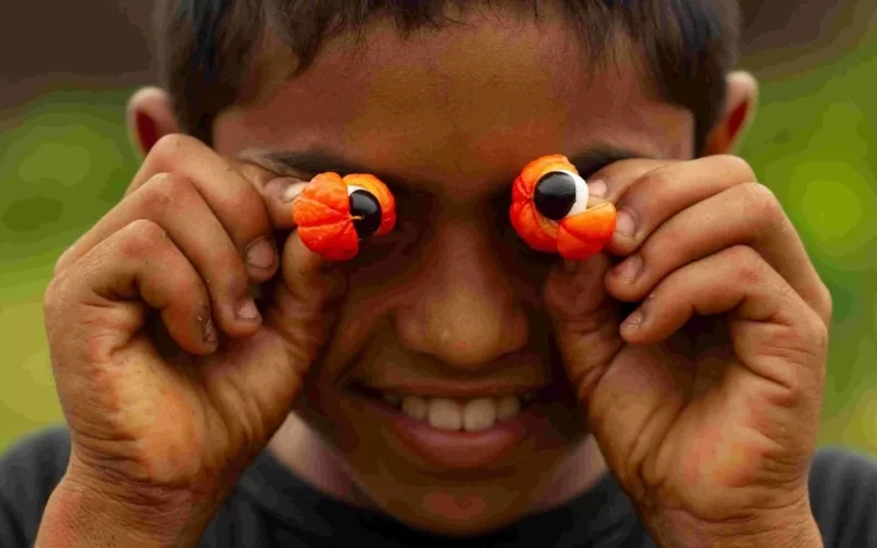 Exposição fotográfica retrata a Rota do Guaraná de Maués